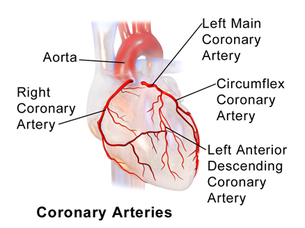 800px-Blausen_0256_CoronaryArteries_02.png