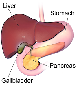 Blausen_0428_Gallbladder-Liver-Pancreas_Location.png