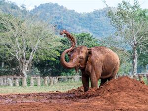 Golu-Slapping mud on his head.jpg