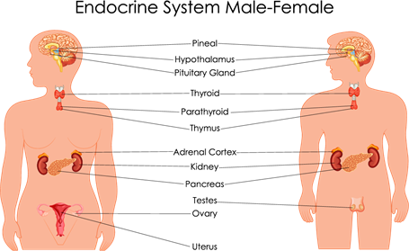 endocrineAsset 1.png