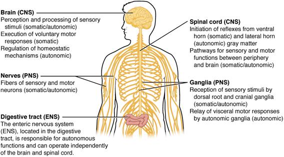 1205_Somatic_Autonomic_Enteric_StructuresN.jpg