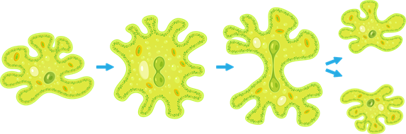 YCIND_231109_5751_amoeba binary fission.png