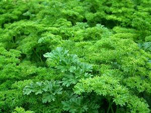 parsley-261039_1920.jpg