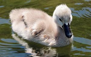 cygnet pix.jpg