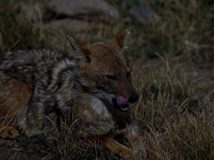 okrolg Shutterstock (1).jpg