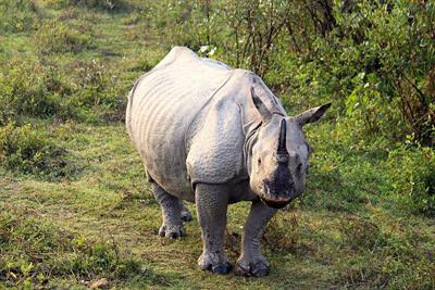 Indian_One_Horned_Rhino_2.jpg