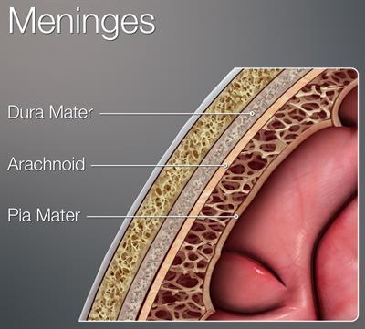 3D_Medical_Illustration_Meninges_Details.jpg