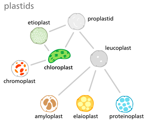 600px-Plastids_types_flat.svg.png