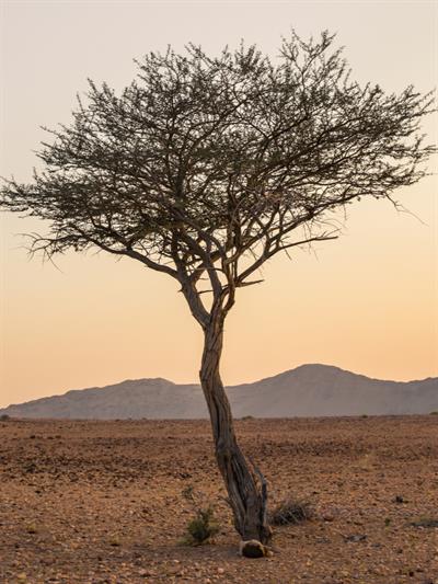 Acacia - South America - Yaclass.jpg