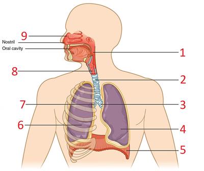 1069px2301MajorRespiratoryOrgans_without_label.jpg