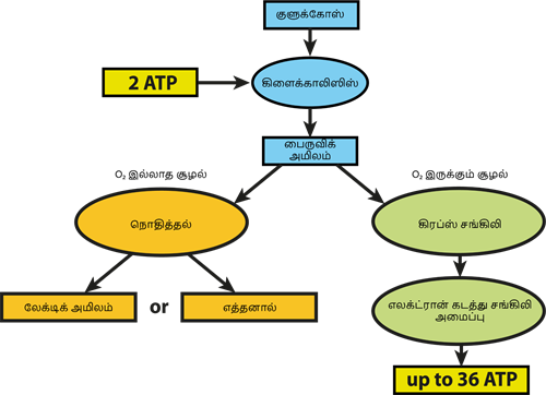 YCIND20220821_4317_Plant anatomy_041.png
