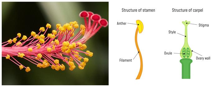 stamens and pistils.jpg