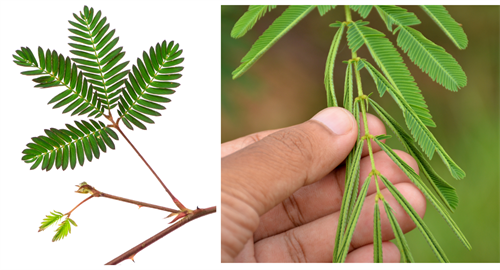 BeFunky-collage (1).png