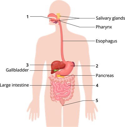 YCIND_240304_6074_digestive system_1.png