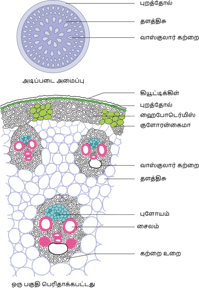 YCIND20220804_4089_Plant anatomy and physiology_07.png