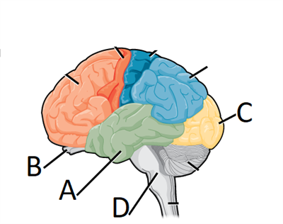 olfactory_lobes.png