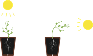 YCIND_260421_8168_Phototropism.png