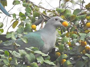 1200px-Green_Imperial_Pigeon_Zizyphus_DSCN7402.jpg