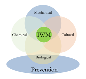 iwm-graph-original 400.png
