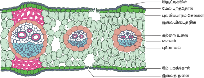 YCIND20220804_4089_Plant anatomy and physiology_09.png
