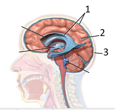 cerebrospinal fluid.jpg