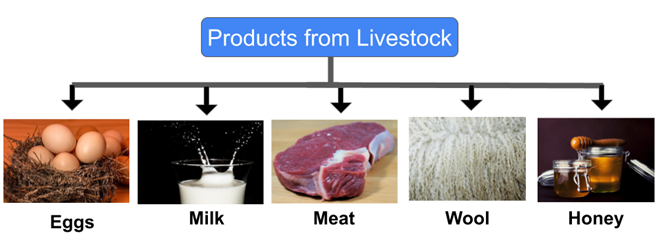 Digestion, nutrition in animals.png