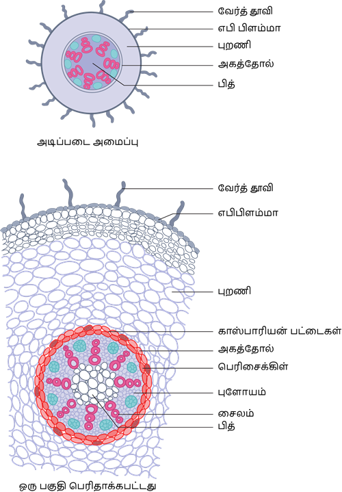 YCIND20220804_4089_Plant anatomy and physiology_05.png