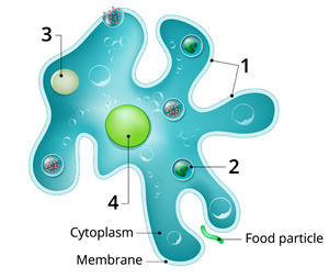 Amoeba.png