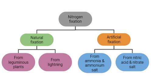 nitrogen fixation.JPG