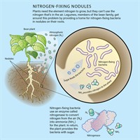 NitrogenFixingNodules1w200 (1).jpg