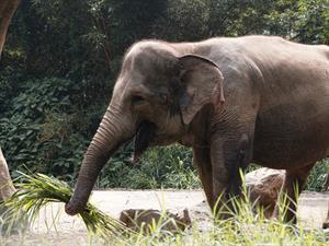 Golu-plucking grasses.jpg