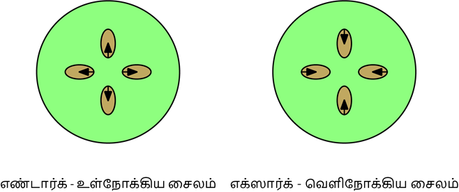 YCIND20220804_4089_Plant anatomy and physiology_03.png