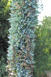 599px-Agave_vilmoriniana_01.jpg