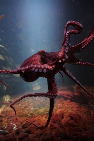 octopus-3232758_1920.jpg