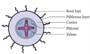 vascular bundle of dicot root.jpg