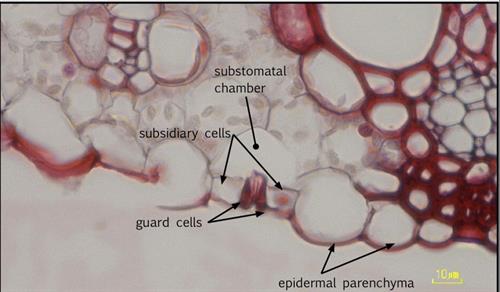 stomatal_apparatus.jpg