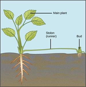 Figure_32_03_02.jpg