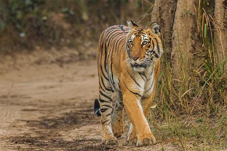 800px-Bengal-Tiger_Corbett_Uttarakhand_Dec-2013.jpg