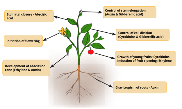 YC Editorial - Divya (18).png