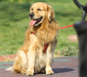 golden ret2020-12-21 172039.png