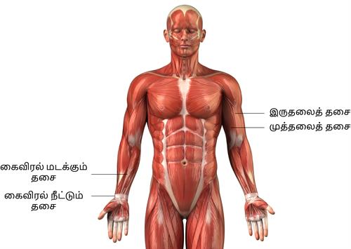 YCIND20220816_4262_Human organ systems_10.jpg