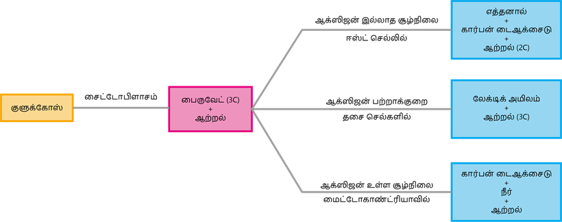 YCIND20220821_4317_Plant anatomy_01.png