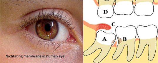 Designing - Bio Divya (23).png