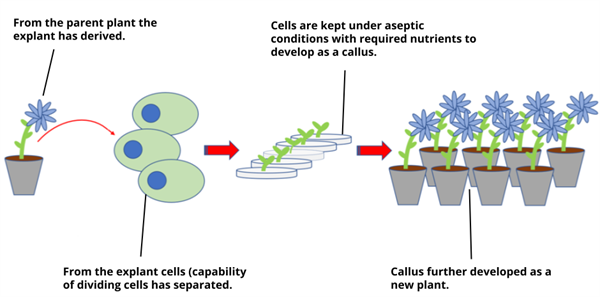 Designing - Bio Divya (1).png