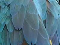 feather-pix.jpg