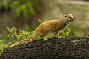 yellow-mongoose-1287396_1920.jpg