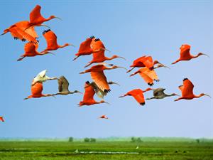 flying birds.jpg