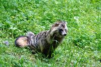 raccoon-dog-pix.jpg