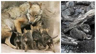 mother and father.jpg