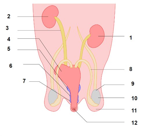task reproductive.png